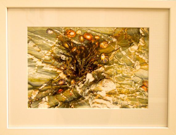 Fragments - 2013<br /><br /><h6>Cornwall: Barnacles</h6>  Artistâ€™s photographic print on Somerset Velvet 1/5 <br /> 400mm x 300mm H <br /><br /><br /><br /><br /><br /><br /><h7>For sale</h7>